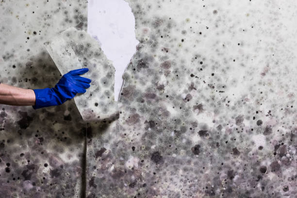 Best Crawl Space Mold Remediation in Willard, MO